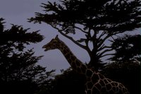 8010.GIF