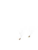 milkweed seed.cdr