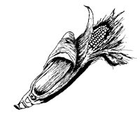 CORN.BMP