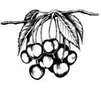 CHERRIES.BMP