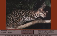MARGAY.BMP