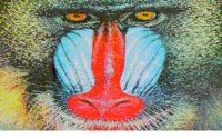 MANDRILL.BMP