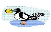 MAGPIE.BMP