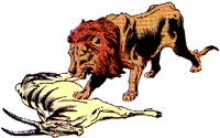 LION2.BMP