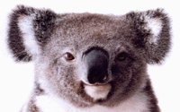KOALA1.BMP