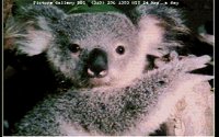 KOALA03.BMP