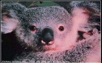 KOALA02.BMP
