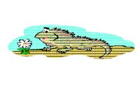 IGUANA.BMP