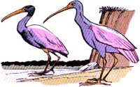 IBIS.BMP