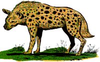 HYENA.BMP