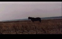 HORSE.BMP