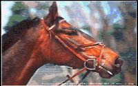 HORS08.BMP