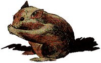 HAMSTER.BMP