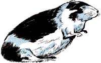 GUINEAPG.BMP