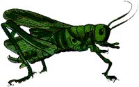 GRASSHOP.BMP