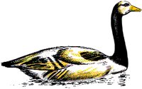 GOOSE.BMP