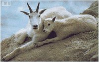 GOATS2.BMP