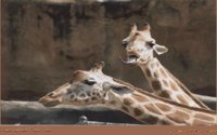 GIRAFFES.BMP