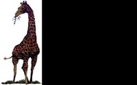 GIRAFFE.BMP