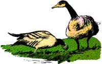 GEESE.BMP
