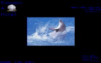 FLIPPER.BMP