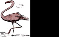 FLAMINGO.BMP