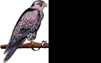 FALCON.BMP