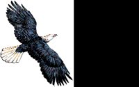 EAGLE.BMP