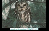OWL.BMP