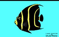 FRANGEL.BMP