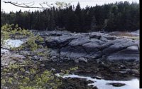 FORREST.BMP