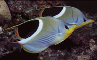 FISHY.BMP