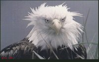 EAGLE-G.BMP