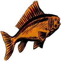 GOLDFIS1.BMP