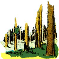 FOREST.BMP