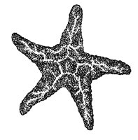 STARFISH.BMP