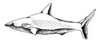 SHARK.BMP