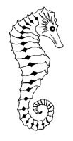 SEAHORSE.BMP