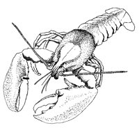 LOBSTER.BMP