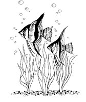 FISH4.BMP
