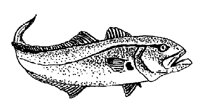 FISH3.BMP