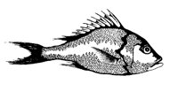 FISH1.BMP