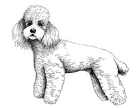POODLE.PCX