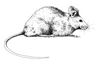 MOUSE.PCX
