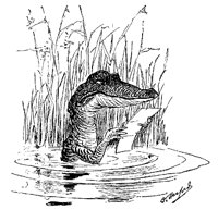 GATORBXA.PCX