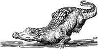 GATORBQ3.PCX