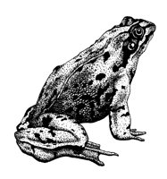 FROG.PCX