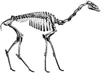 DINOS901.PCX