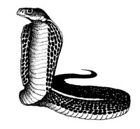 COBRA.PCX