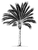 PALMTREE.PCX